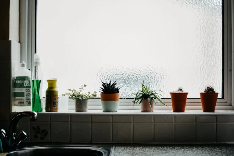 indoor plant collection windowsill