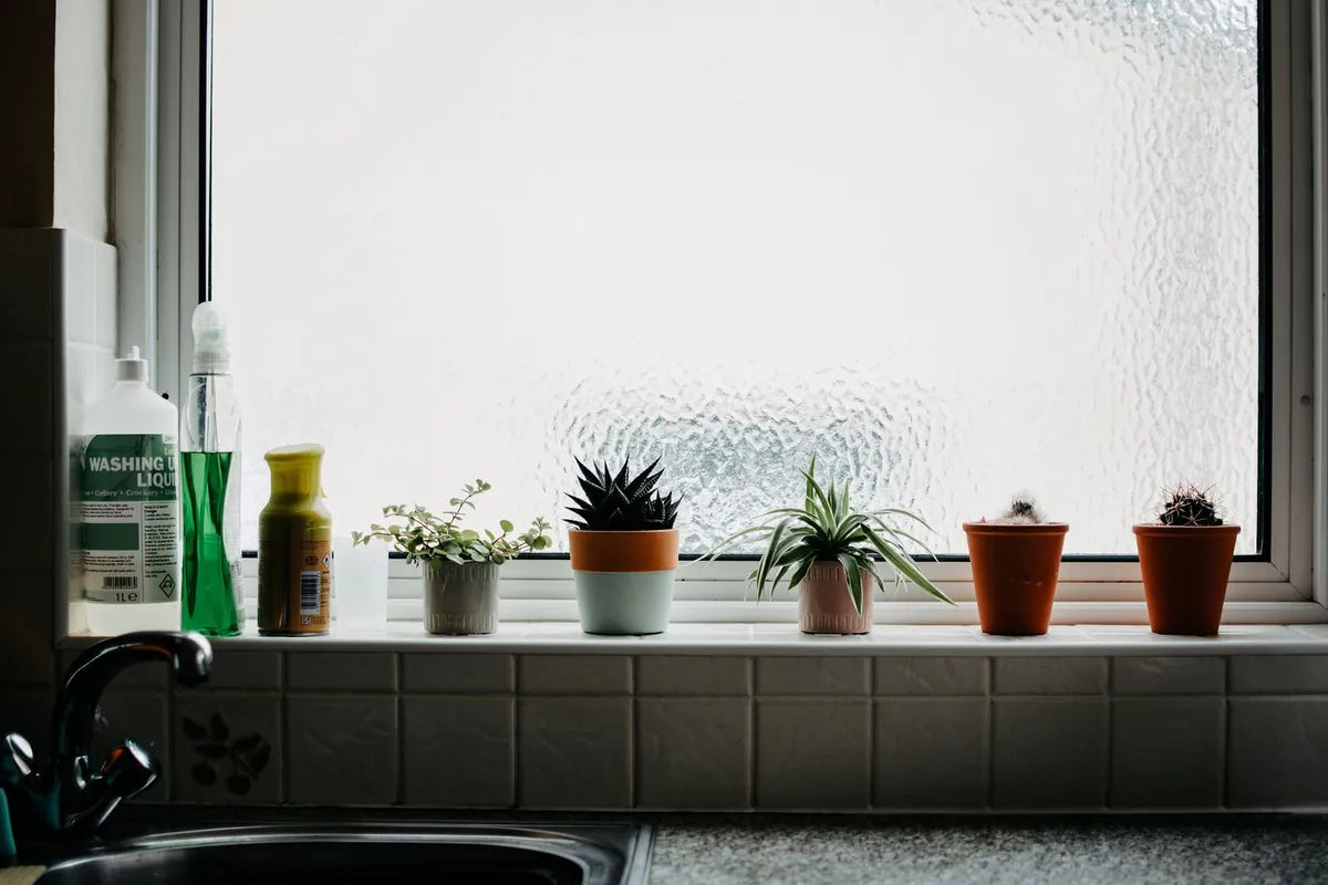 indoor plant collection windowsill