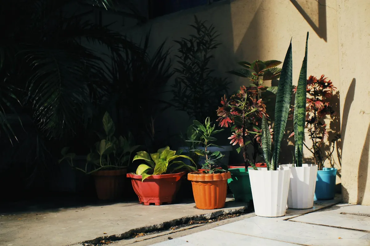 indoor plants in pots
