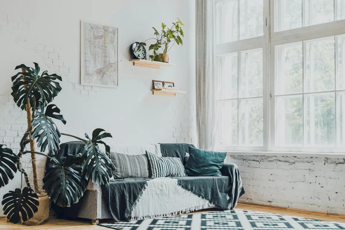 monstera plant living room