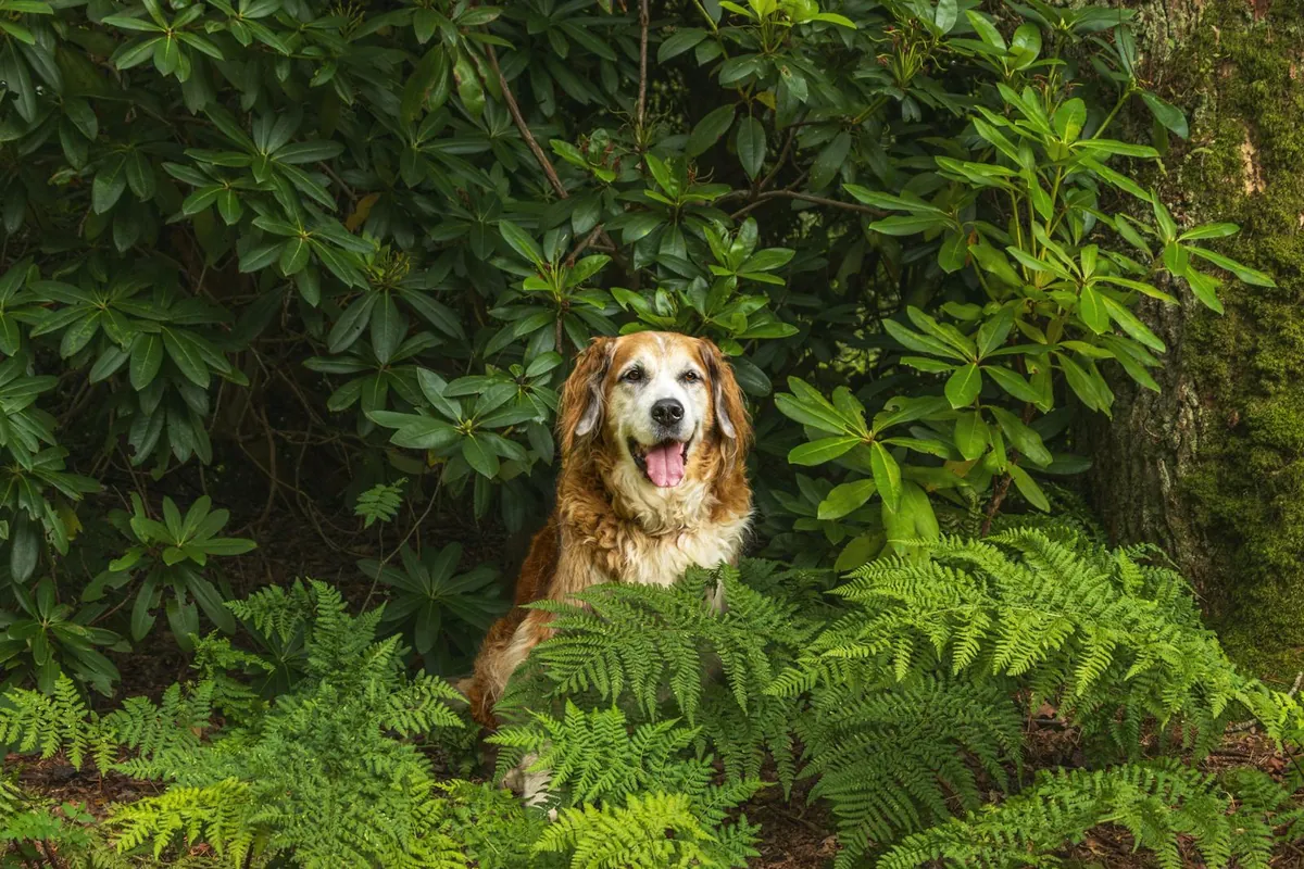 10 Indoor Plants Safe for Dogs and Cats (Pet-Friendly Houseplants 2026) -  Home Hackly