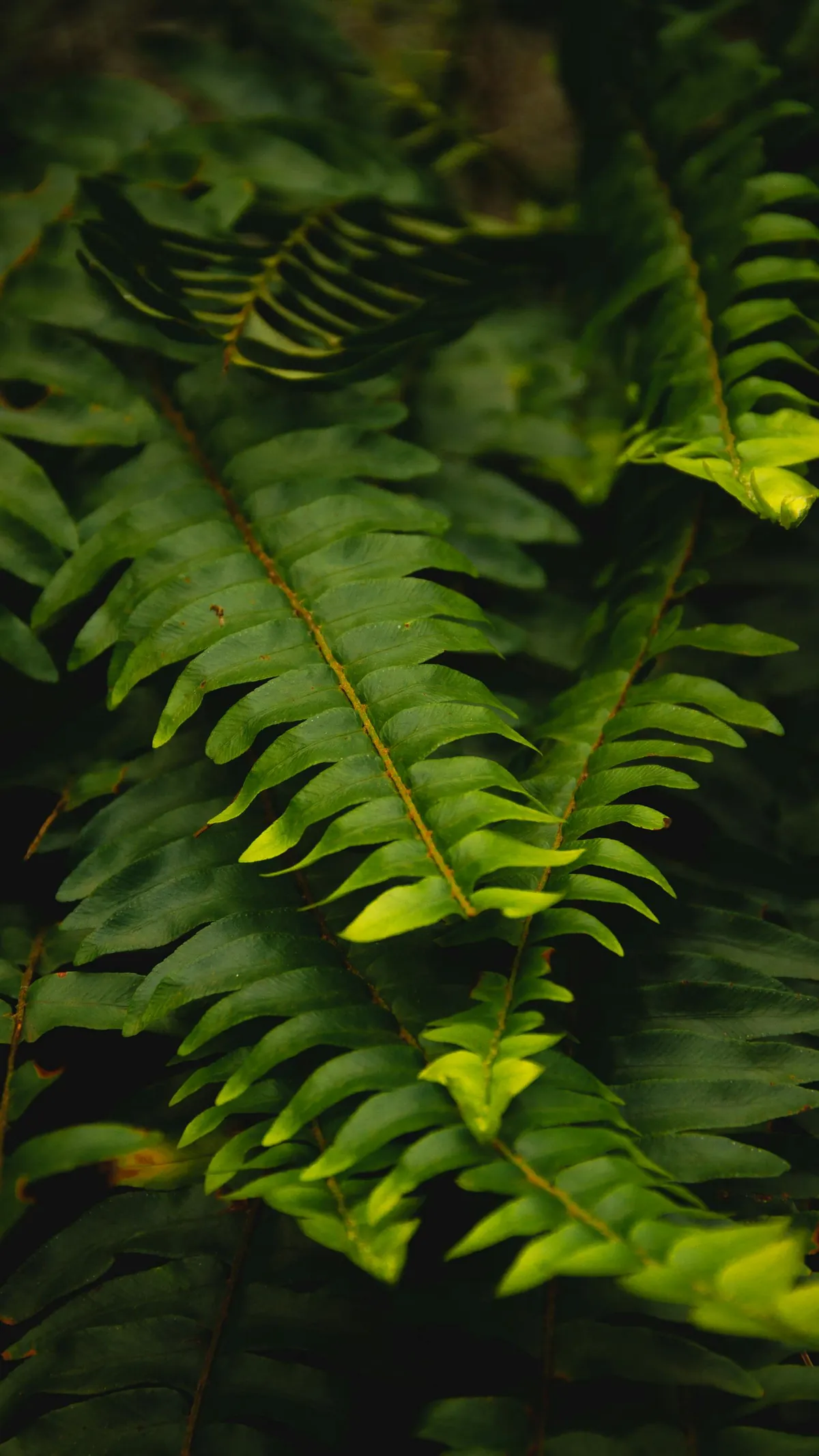 Boston fern bathroom humidity pet safe