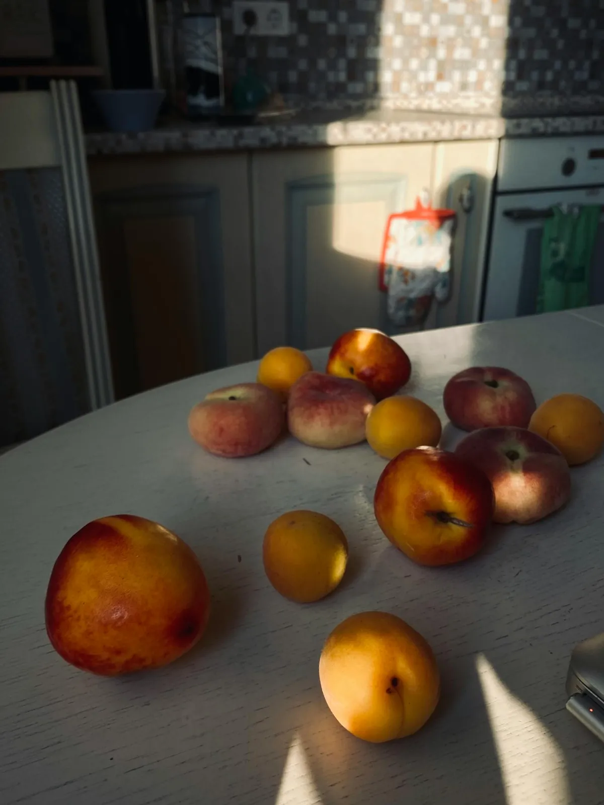 fruit fly source overripe peaches kitchen counter summer