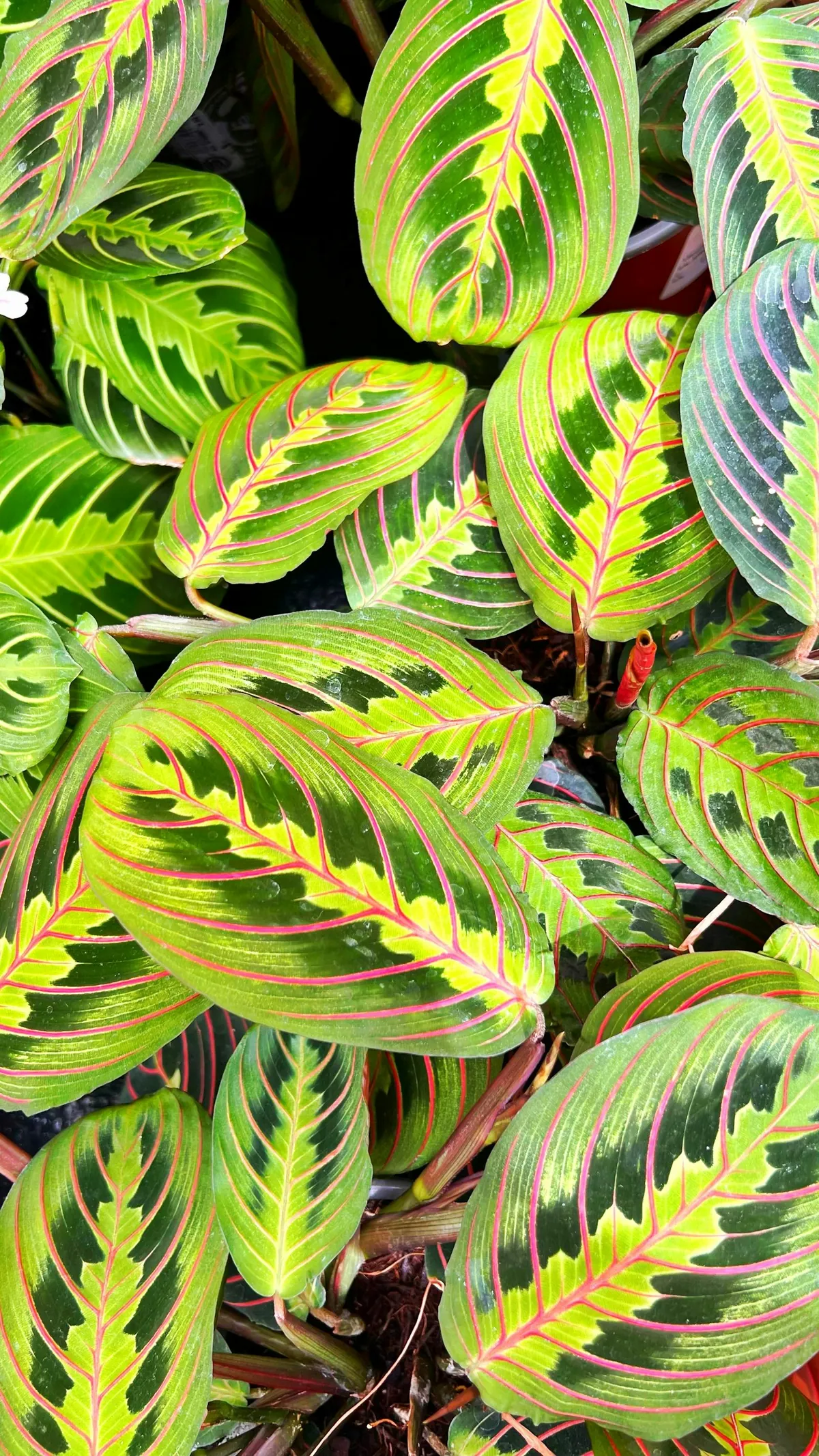 prayer plant maranta variegated leaves indoor