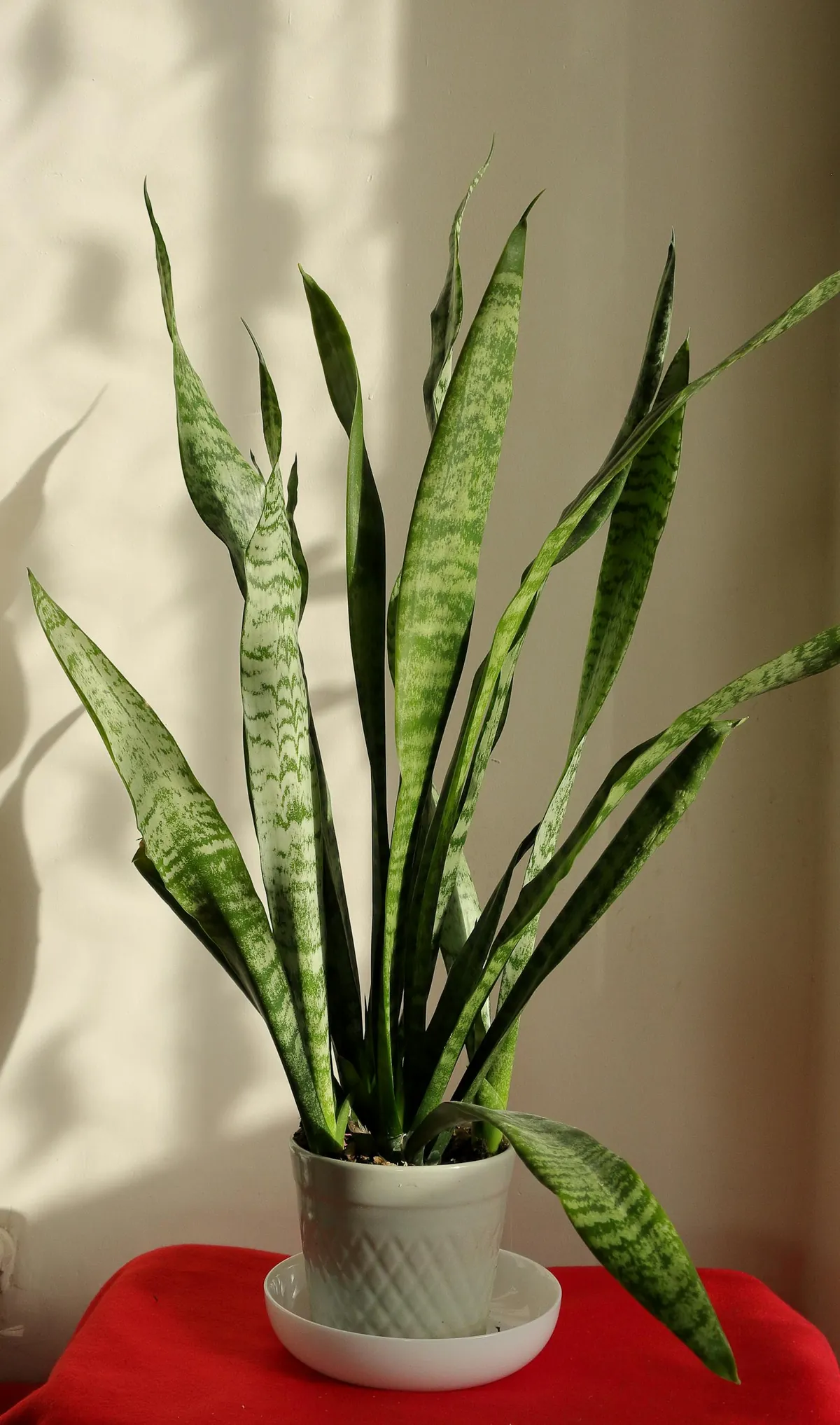 snake plant in modern pot