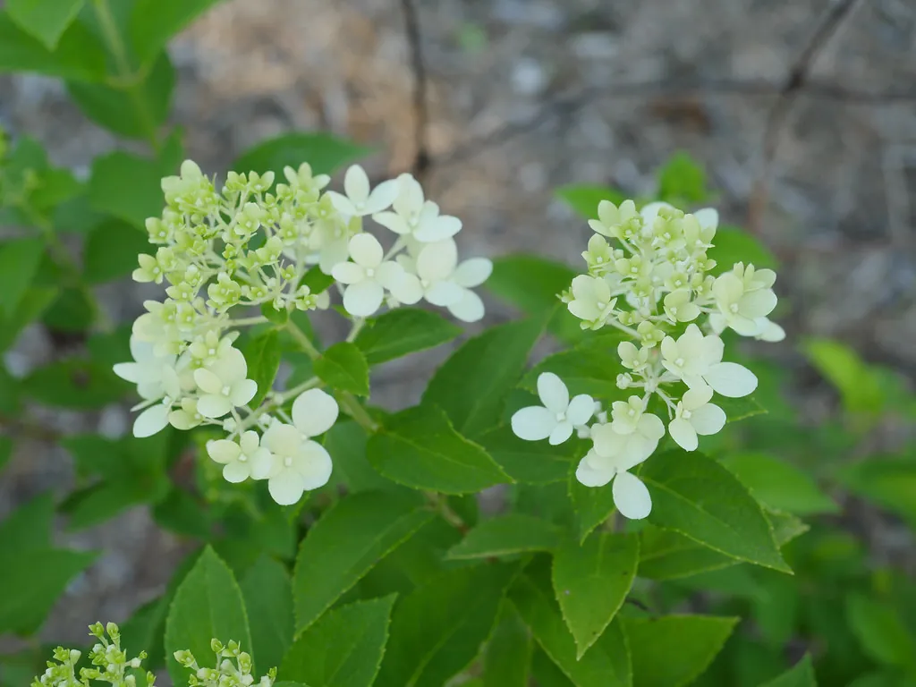 panicle hydrangea Limelight white pink blooms summer